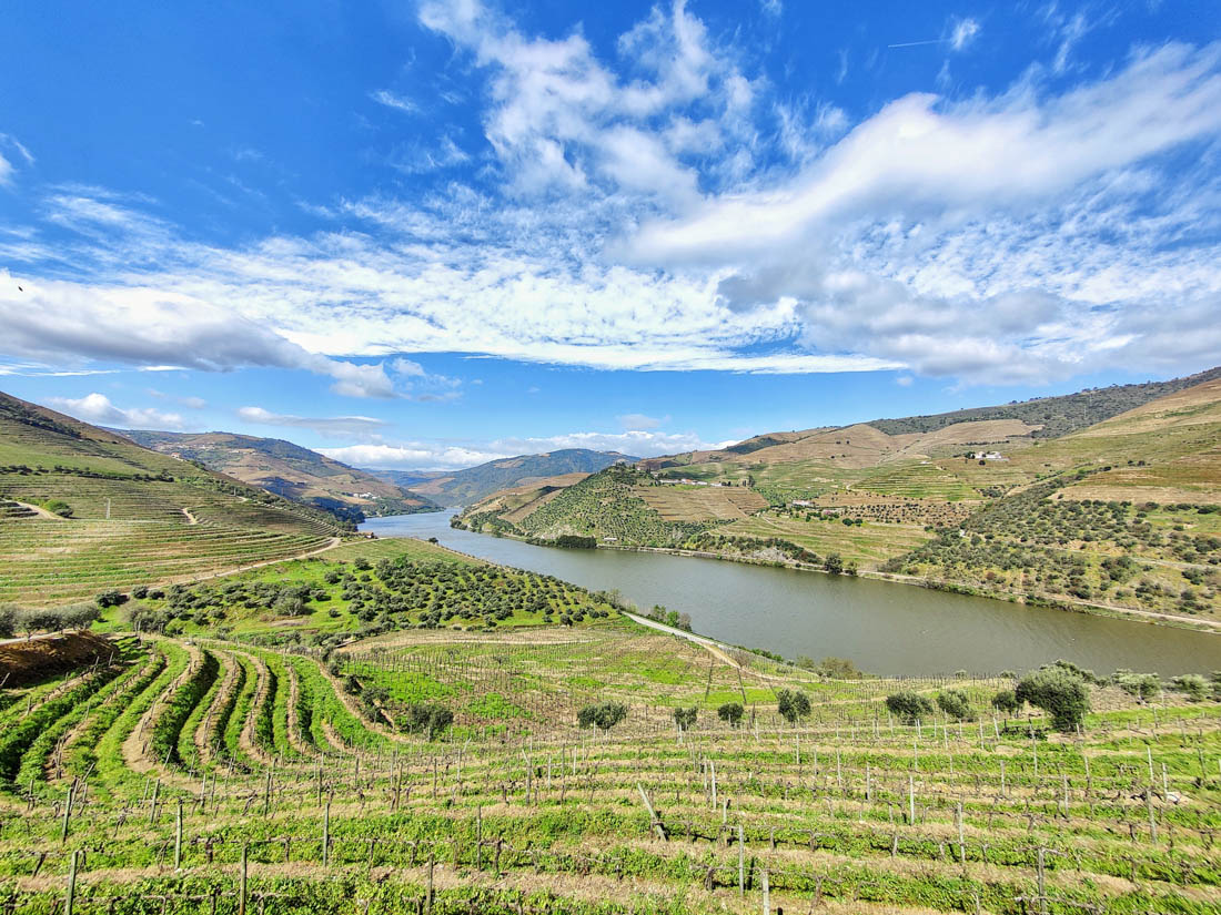 The vineyards with the Douro river lazily flowing  in the backdrop
