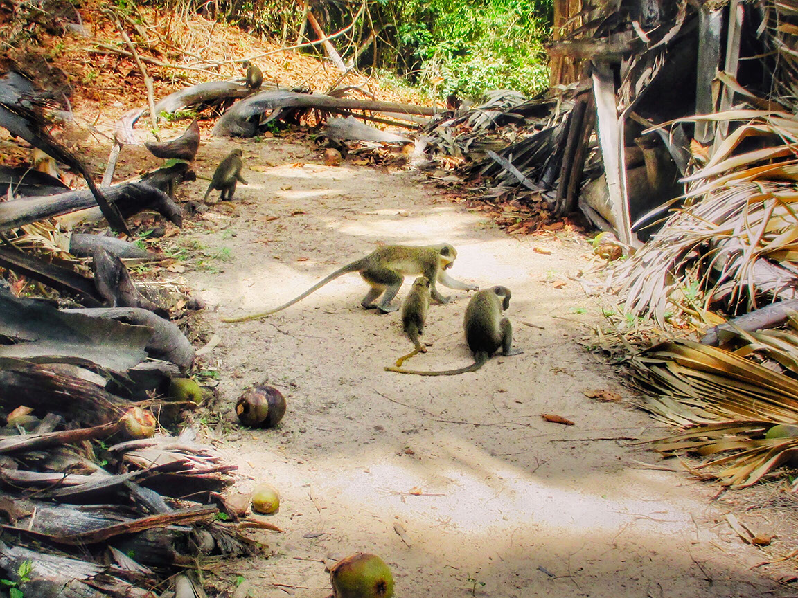 Bijilo Forest Park in Gambia is a home to thousands of monkeys in their natural habitat