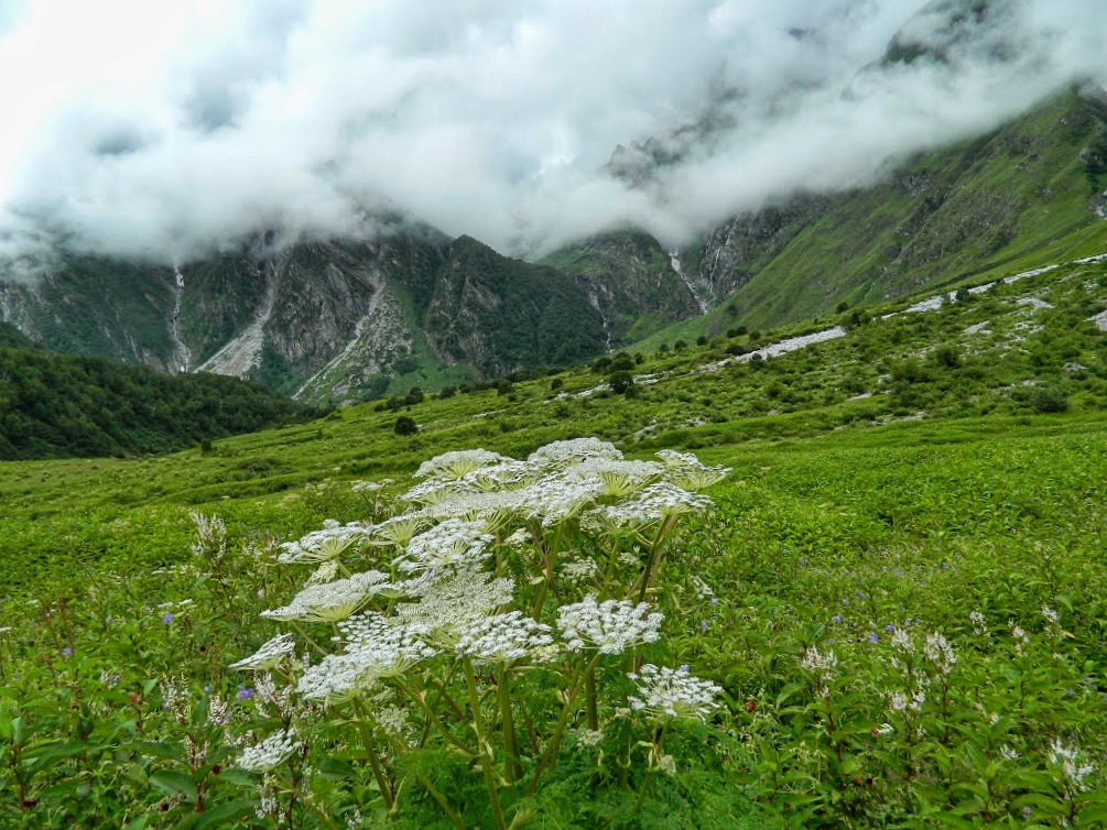 A lush green Valley of Flowers National Park in full bloom