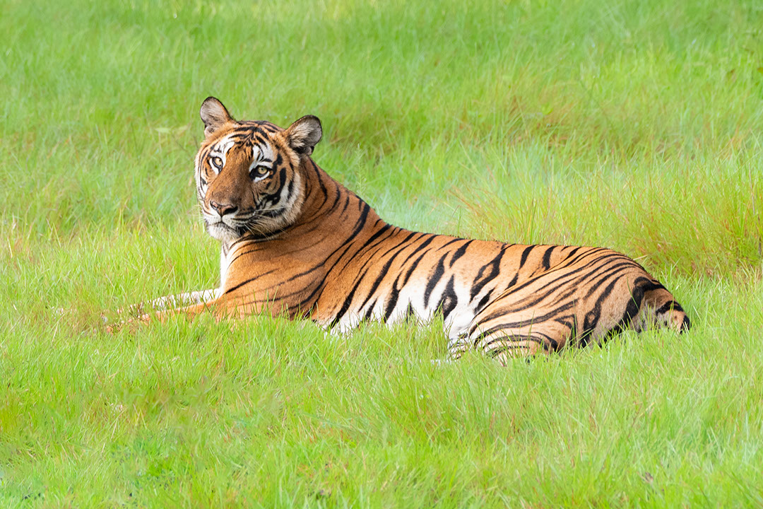 Sighting a tiger in Kabini is real treat for wildlife lovers.