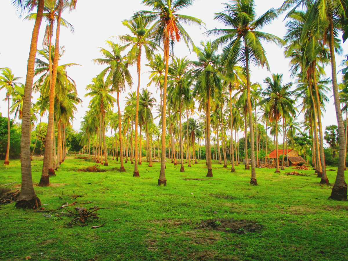 landscape of coconut orchard at Kathadi village in Rameshwaram