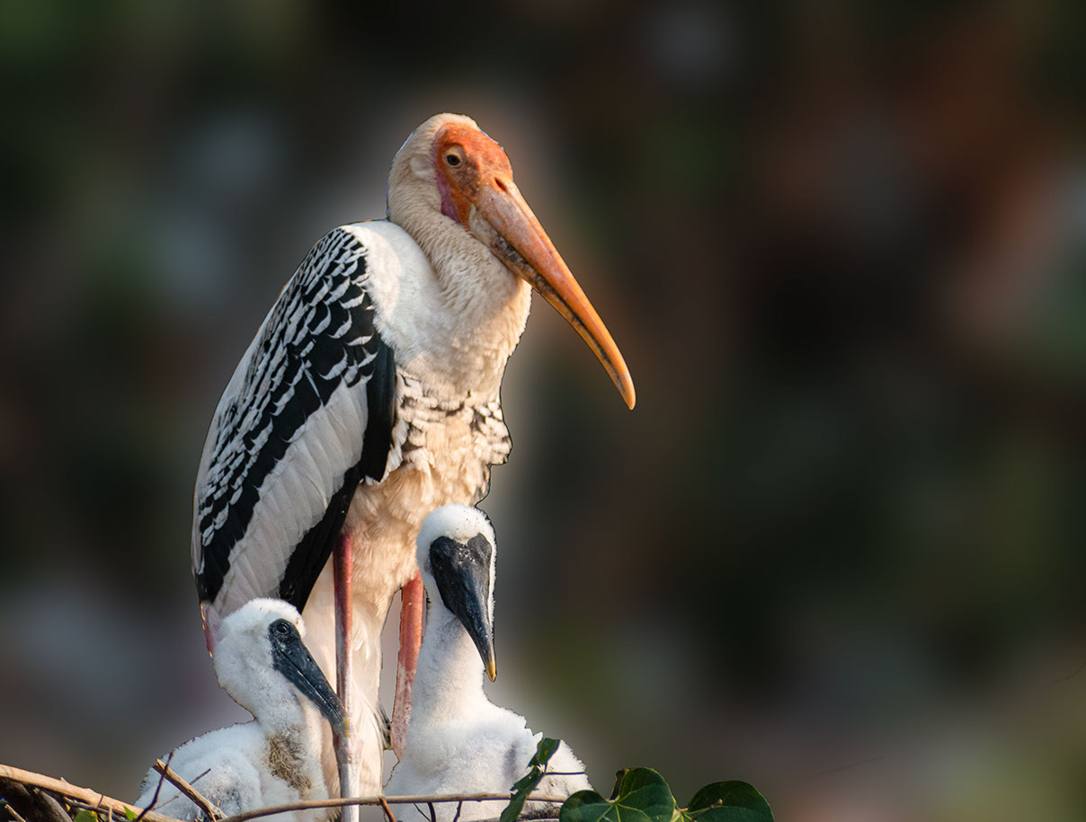 Painted Storks: a mother and her chicks in Kokkarebellur, Karnataka