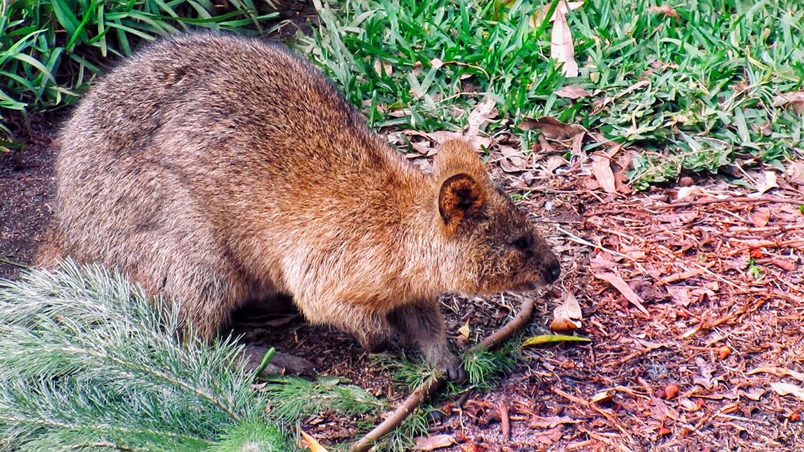 Quokka at Caversham Park in Perth