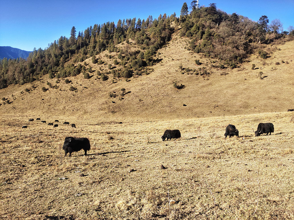 Yaks are a common sight in the beautiful landscape en route to Phobjikha Valley