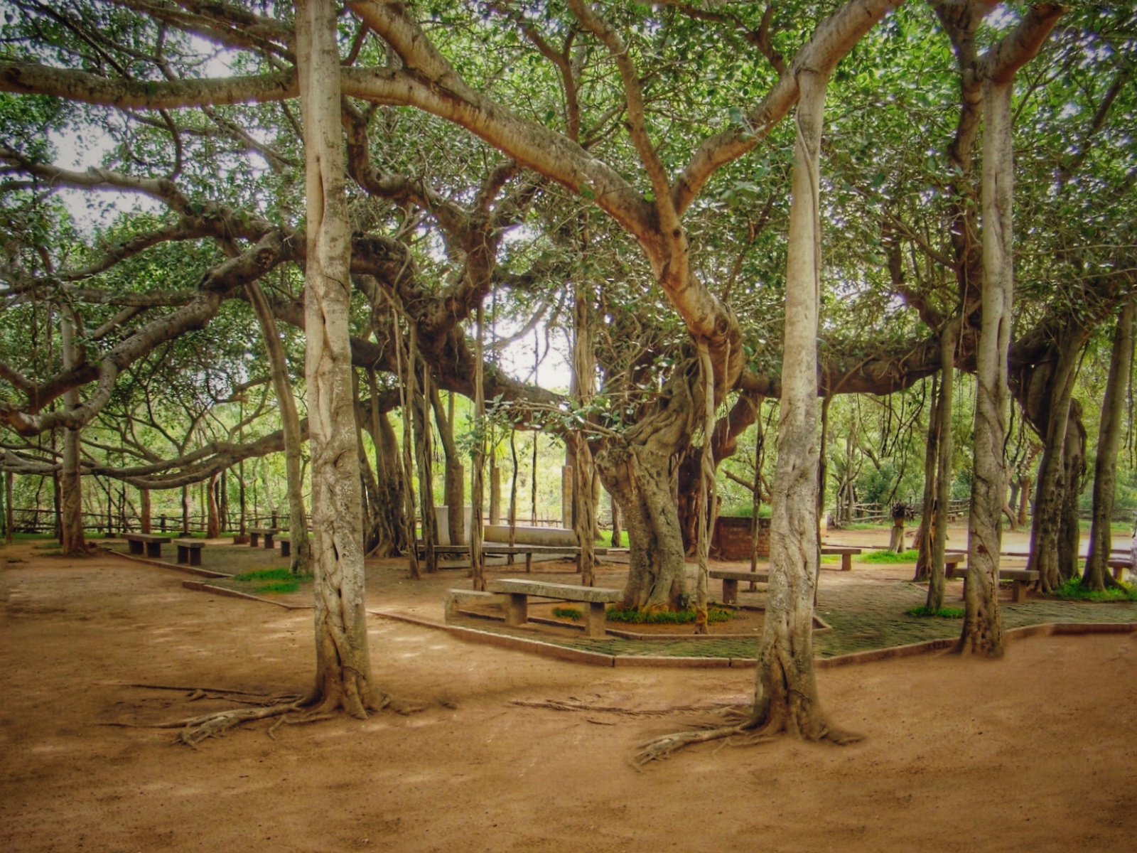 100 years old Banyan tree with its aerial roots at Matrimandir
