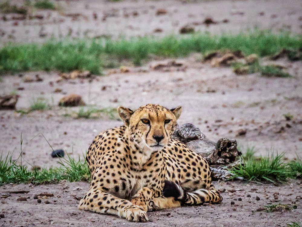 A cheetah relaxing and observing its visitors in Maasai Mara