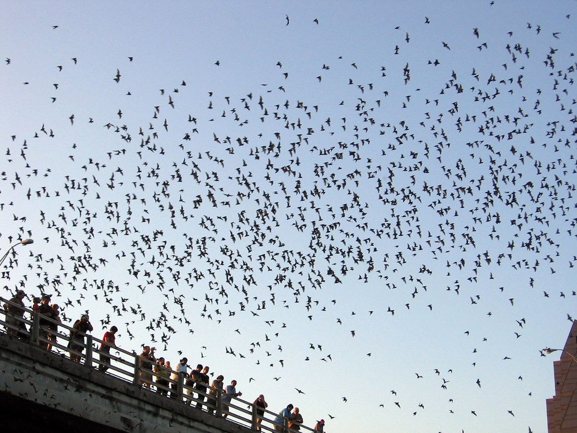 Bats flying across the Austin sky from Ann W Richards Congress Avenue Bridge