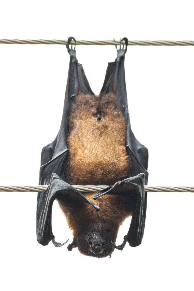 A flying fox hanging on electric cables during the day