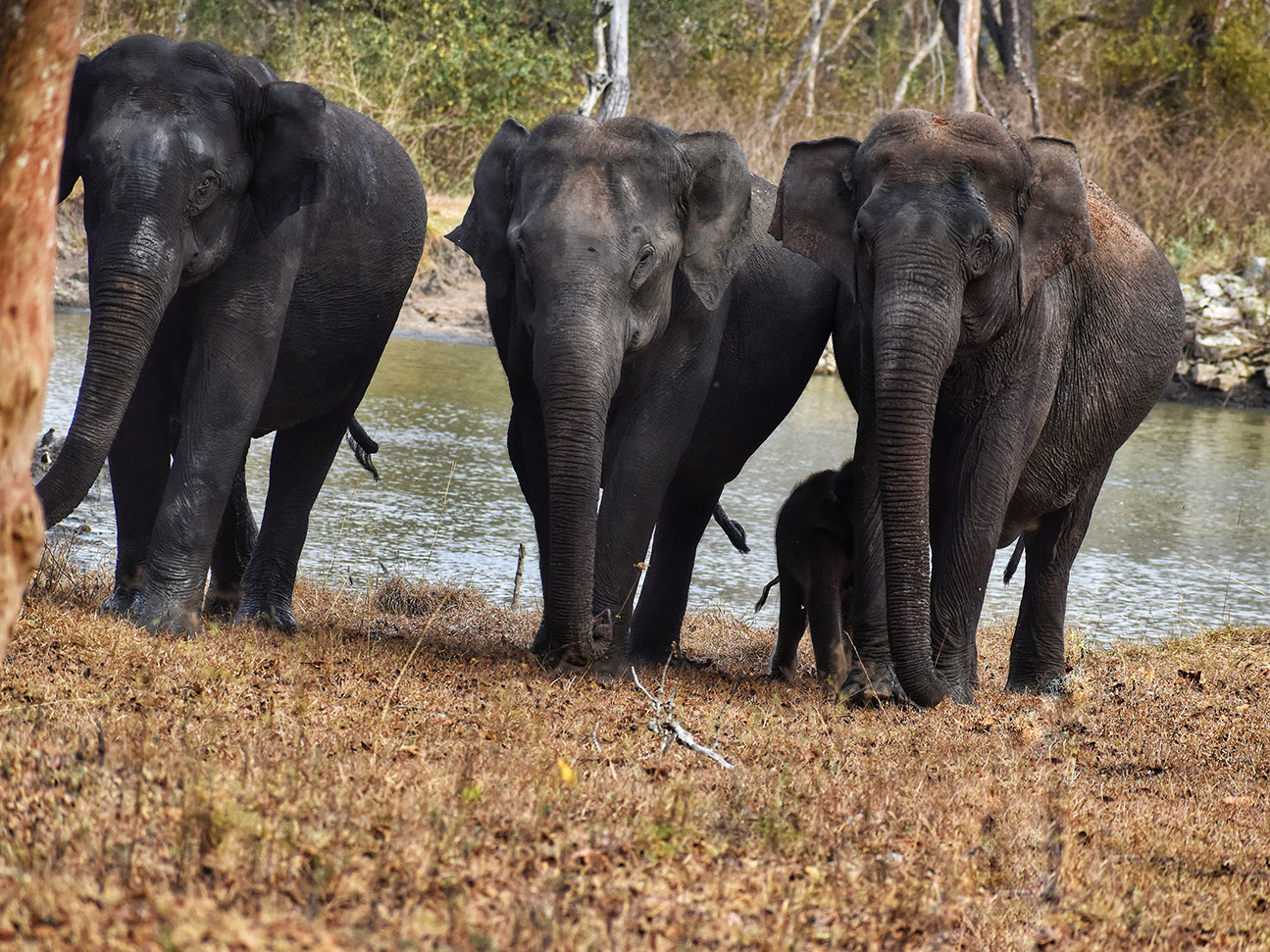 Elephants are the real celebrities in Kabini and Nagahole national parks