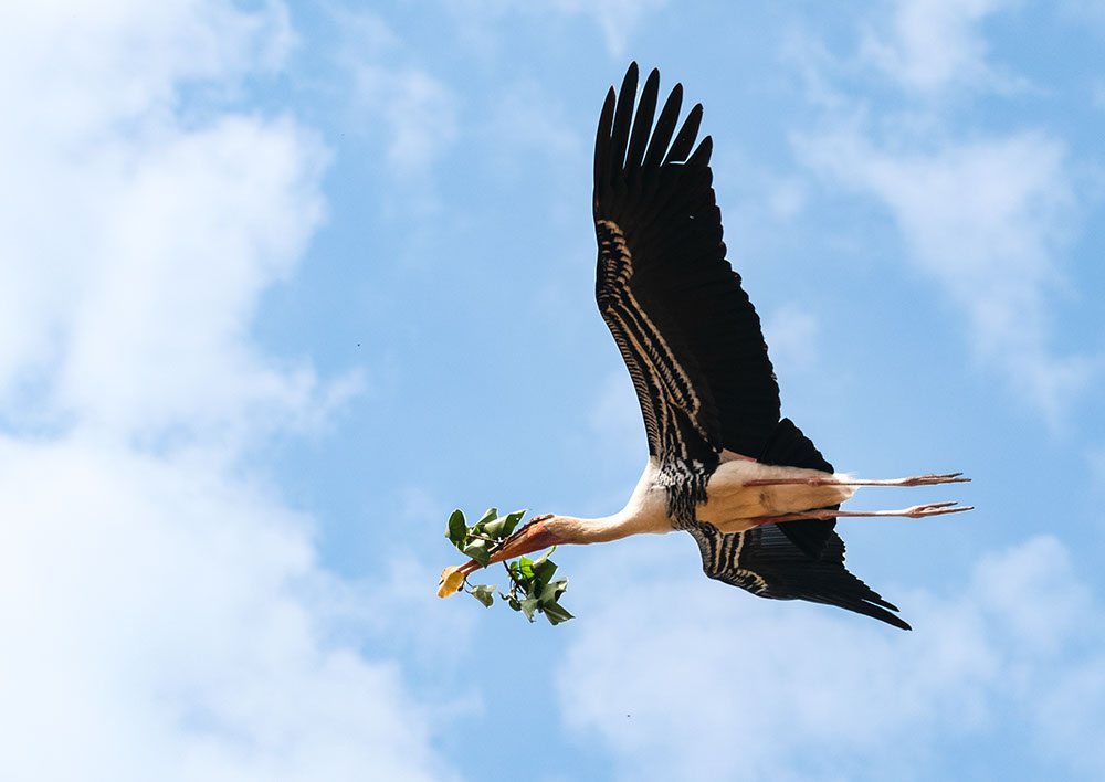 The sight of a painted stork carrying a perch in its beak is spectacular