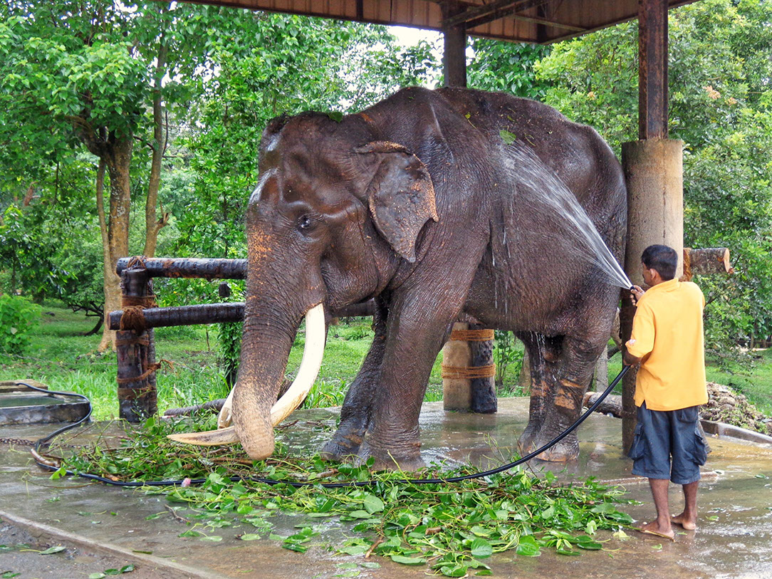 Pinnawala Elephant Orphanage in Sri Lanka