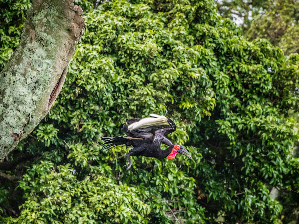 Hornbill parent busy taking care of its babies in Maasai Mara