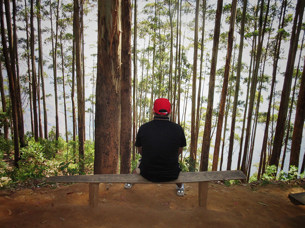 Immersed in the beauty; lost in the moment at Pine forest near Dolphi's Nose