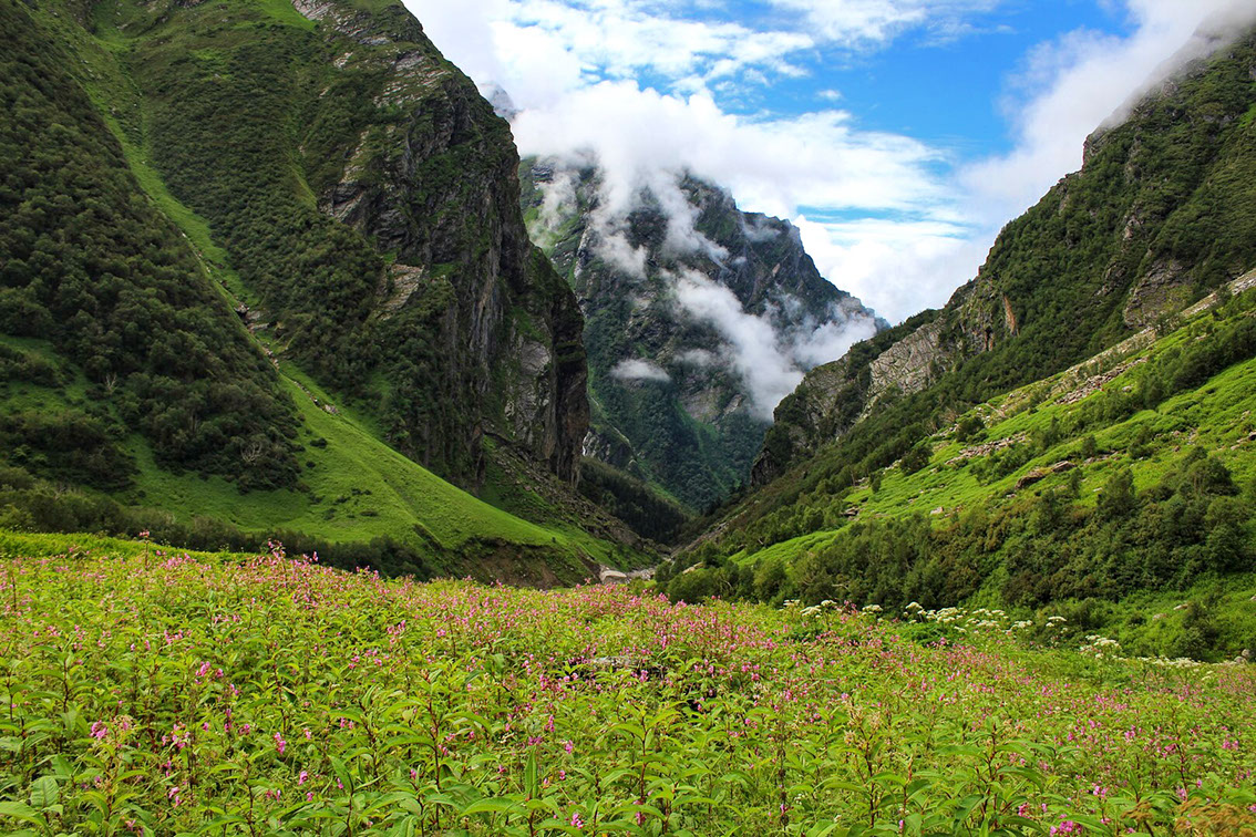 The Valley of Flowers trek transforms the state with blossoming flowers all along its route.