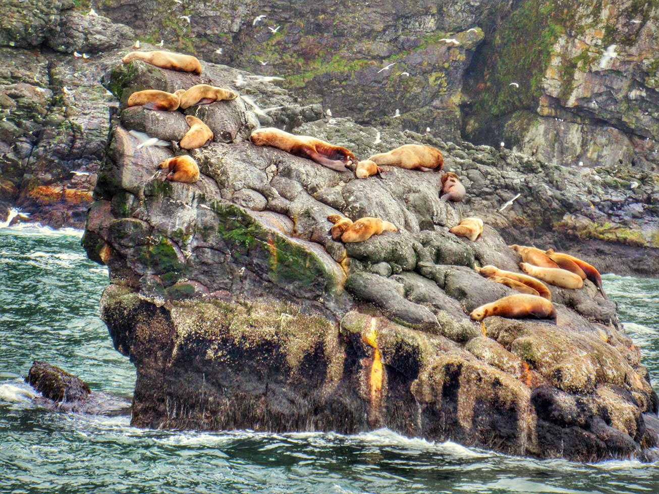 Sea lions spotted while on the Kenai Fjords Wildlife Cruise in Alaska