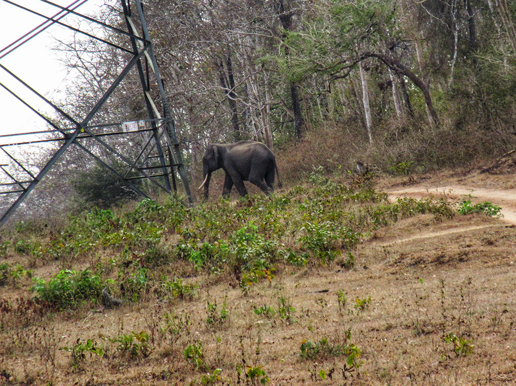 Spotting a lone Tusker in Kabini is exciting.