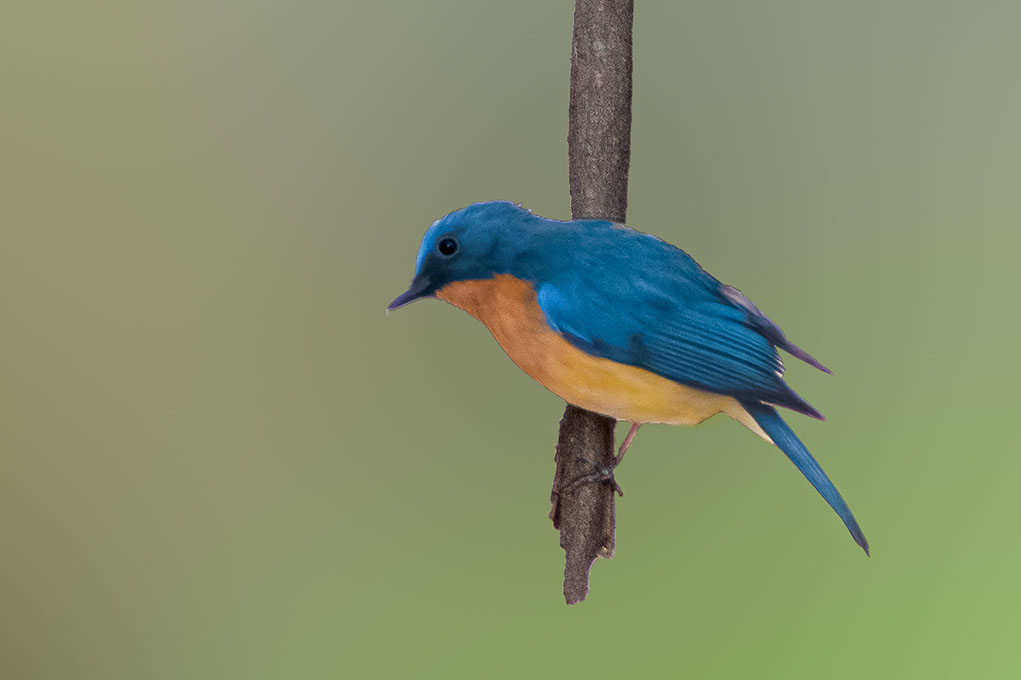 Tickell's Blue Flycatcher in Kokkare Bellur
