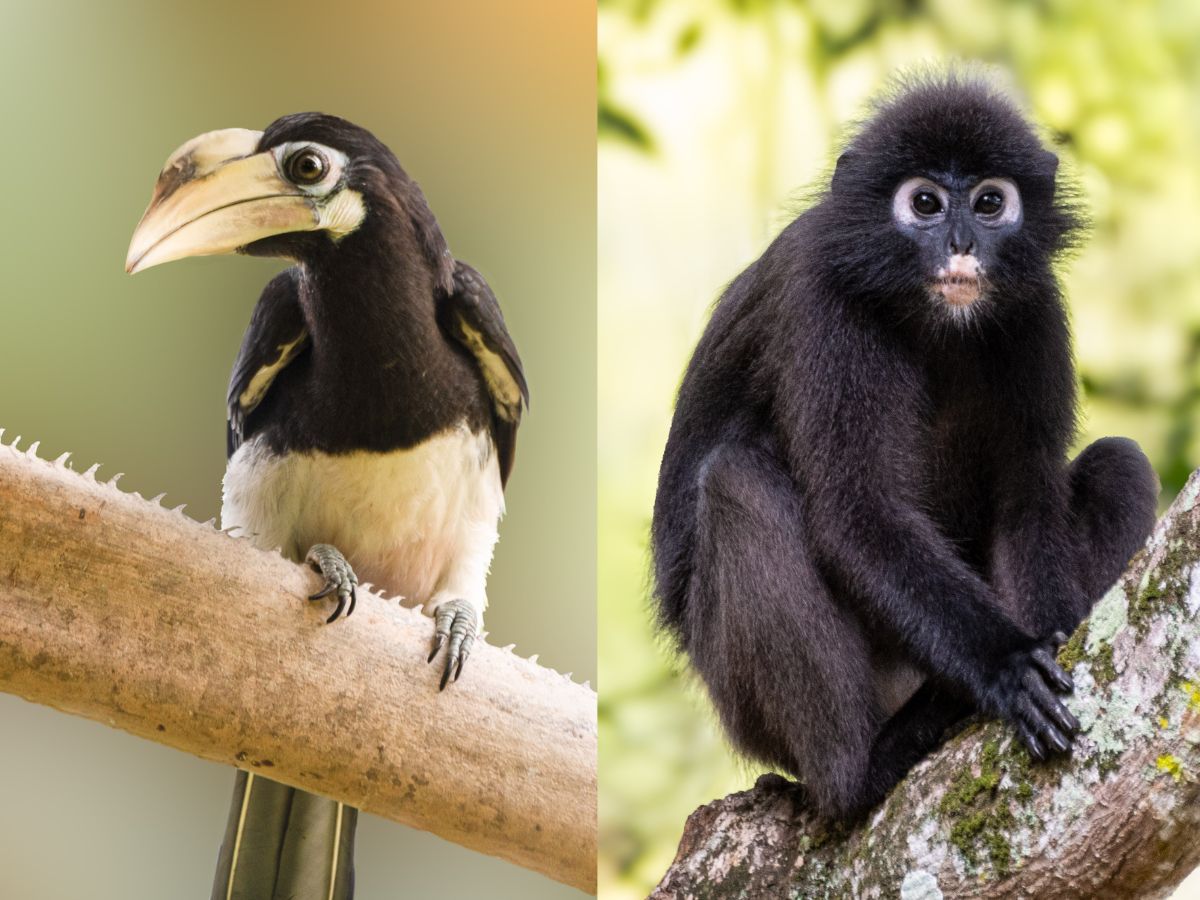 Wildlife at Legend Park - Oriental Pied Hornbill and Dusky Leaf Langur