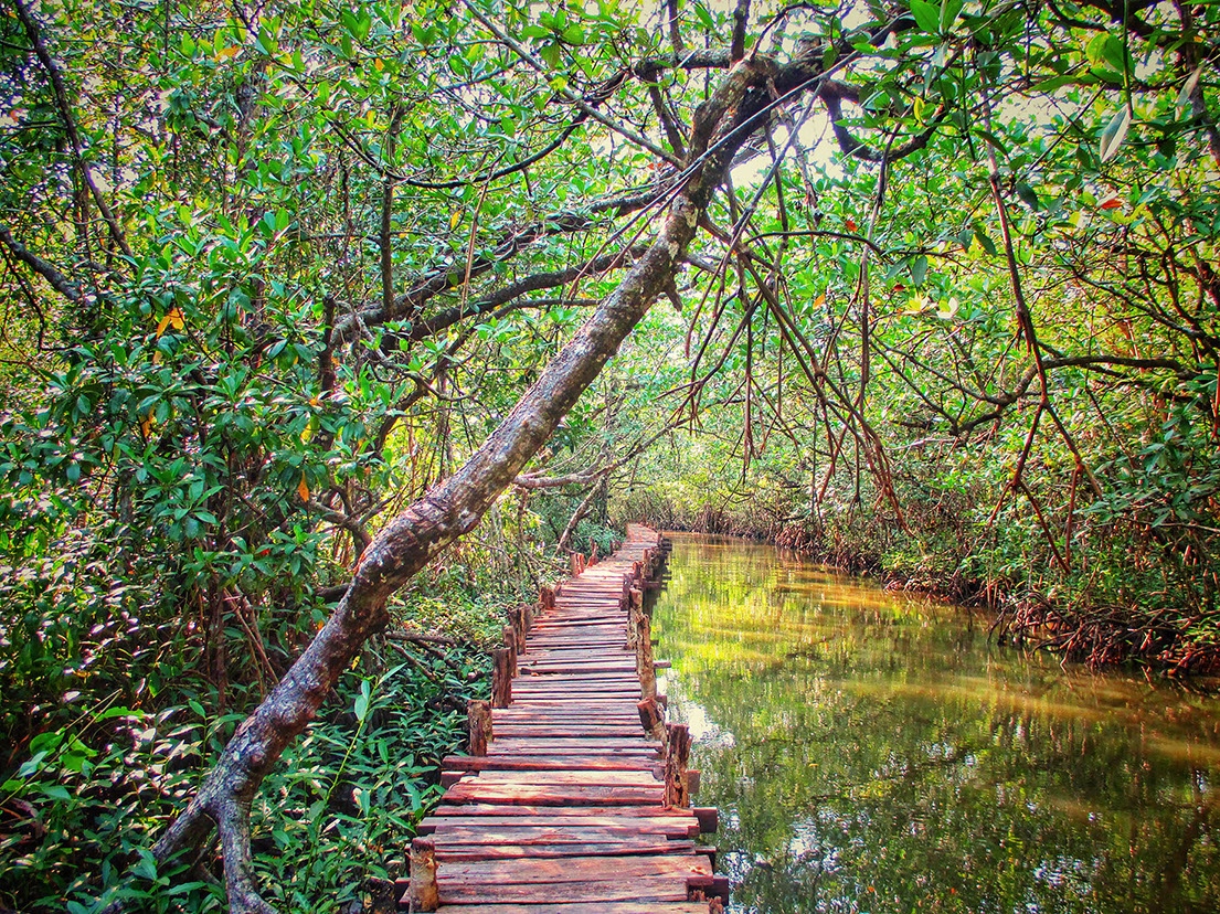 Elevated platforms in the heart of Sihanoukville's mangroves