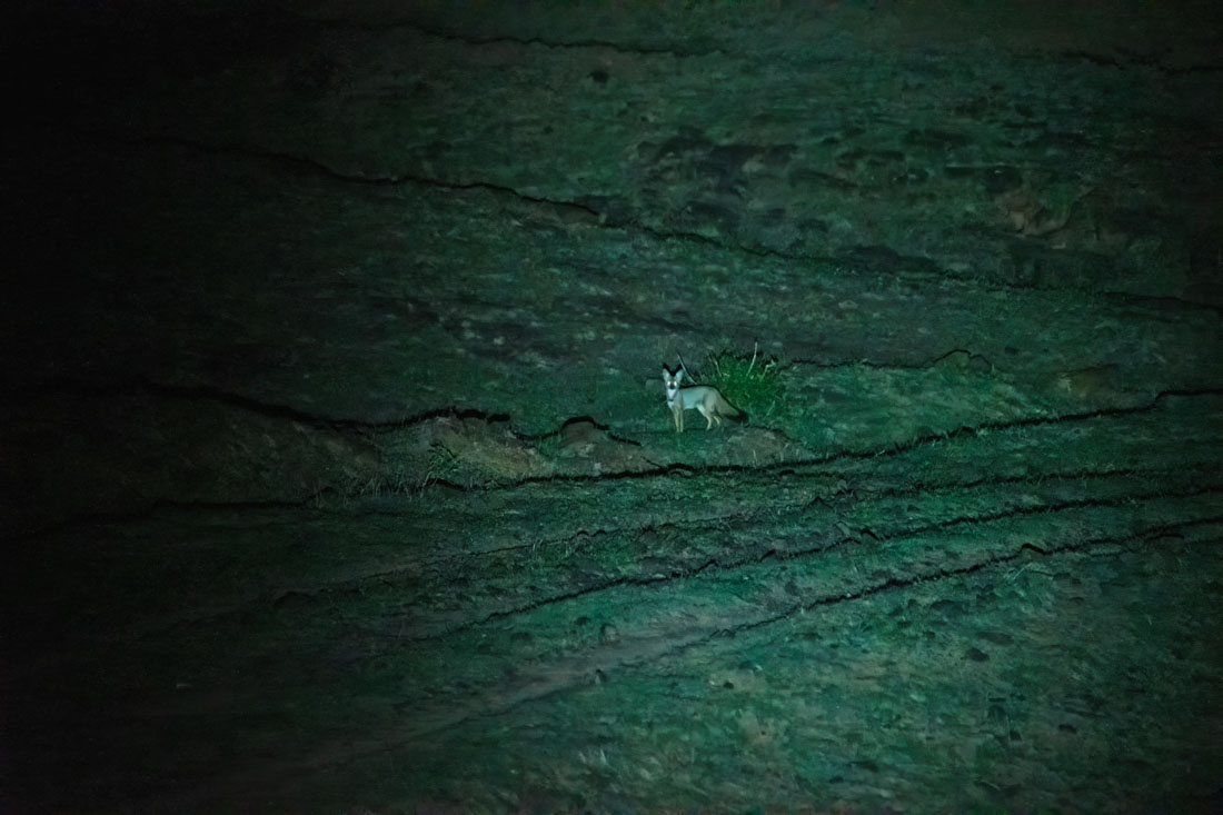 In the darkness of Kiraksal, Indian foxes saunter across the grasslands