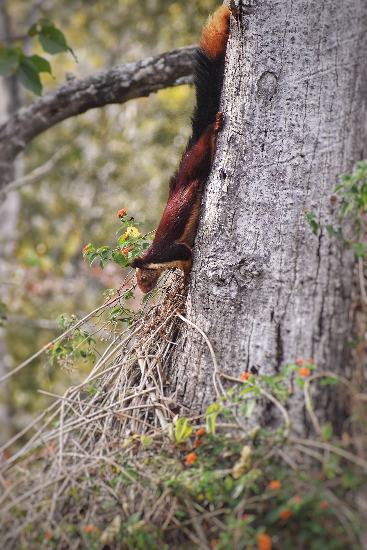 Indian Malabar Giant Squirrel - the most difficult species to photograph in Kabini