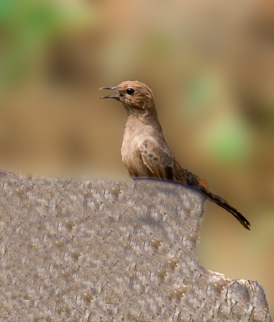 Indian Robin (Female) in Kokkarebellur