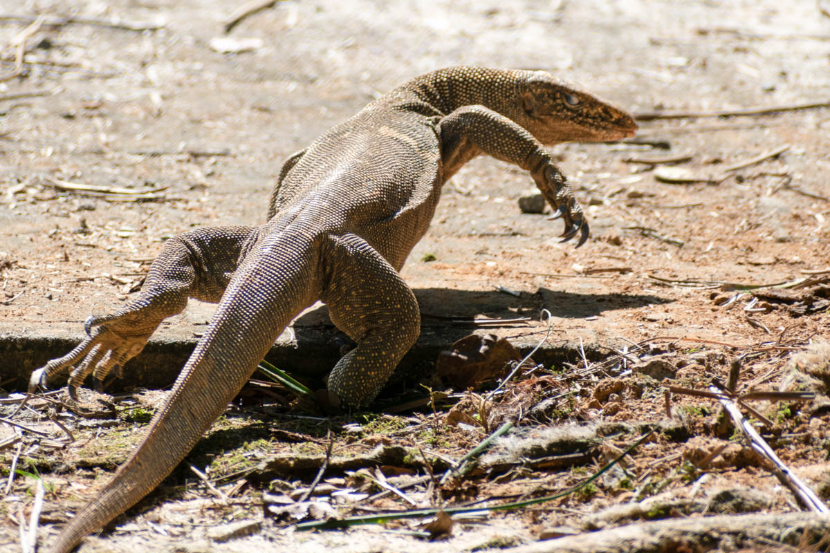 There are often monitor lizards crawling through Legend Park Langkawi