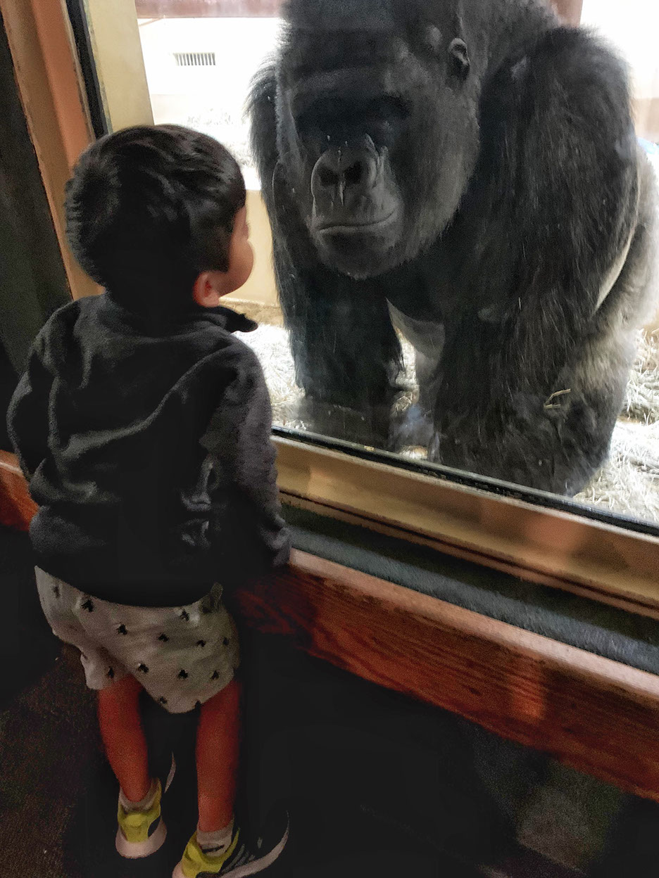 A gorilla at the Cheyenne Mountain Zoo in Denver