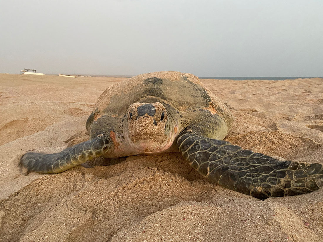 Turtle nesting in Muscat