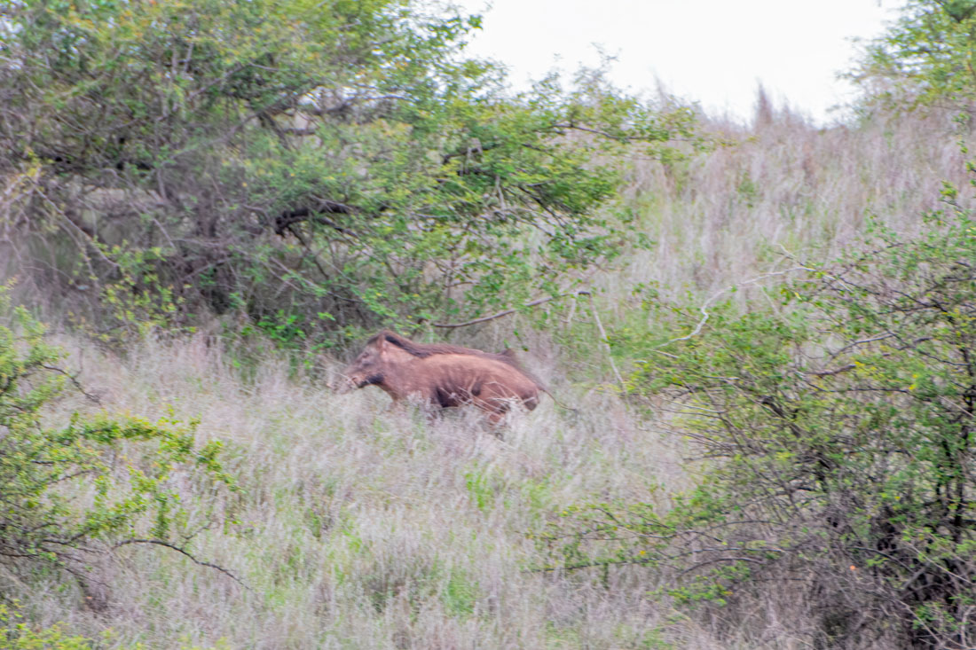 There is a recent influx of wild boars into Kiraksal grasslands