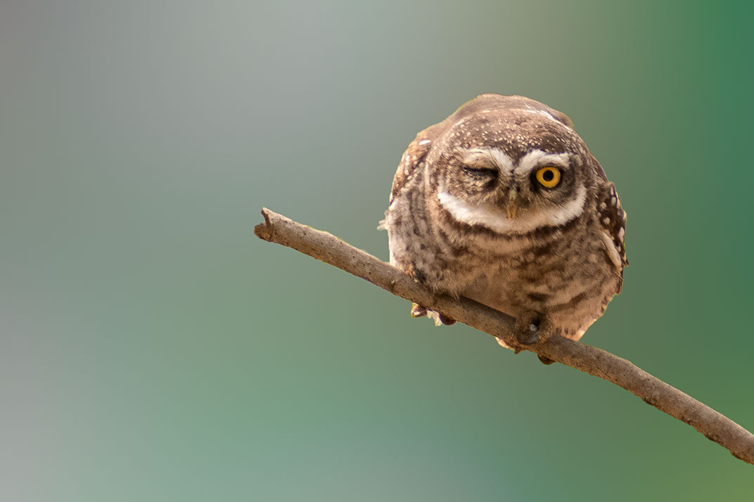 Spotted Owlet in Kokkarebellur