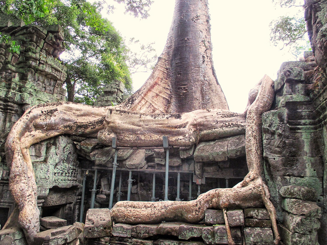Intriguing Ta Prohm is popularly known as Tomb Raider temple
