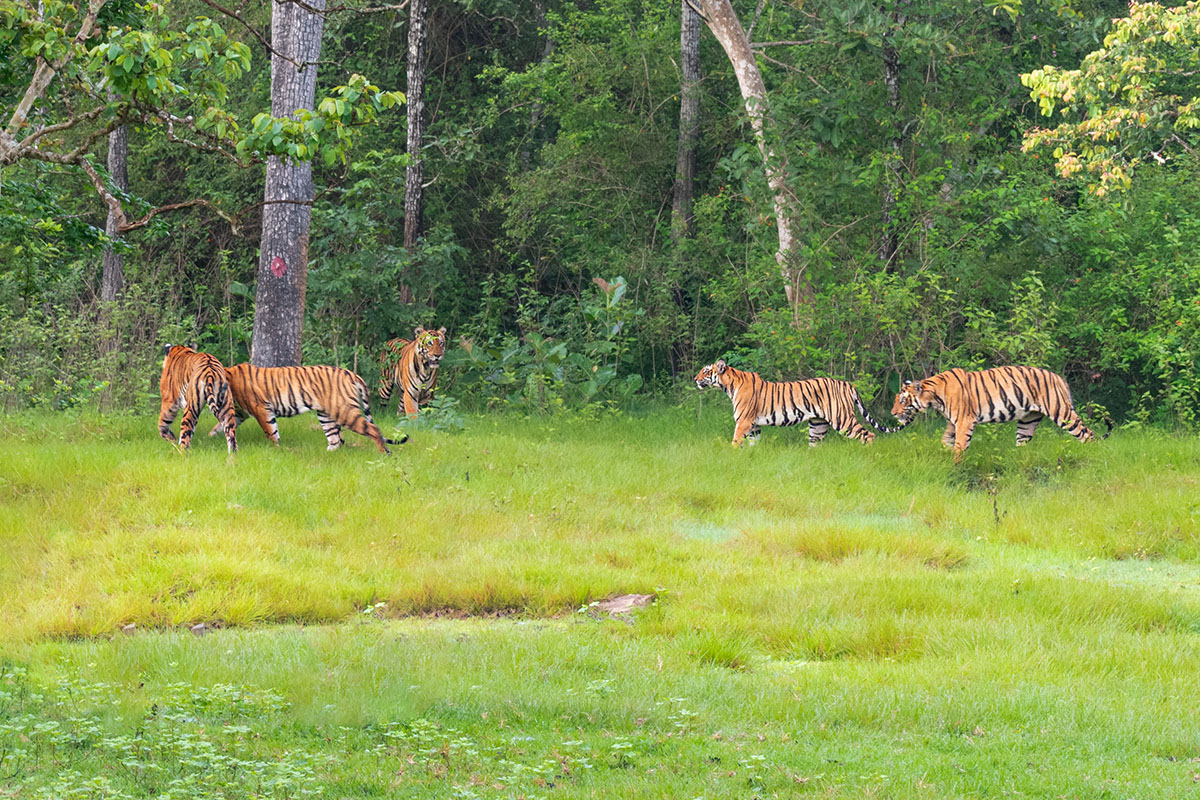 It is rare to spot a group of Tigers in Kabini or any other forests