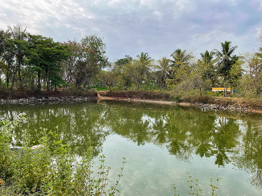 One of the rejuvenated wetlands in the outskirts of Kokkarebellur