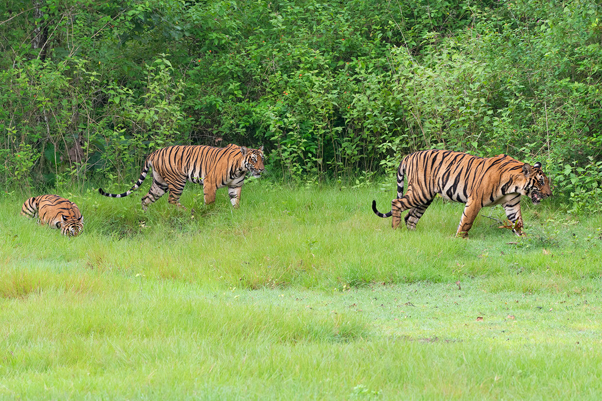 Mesmerizing view of three tigers together in Kabini