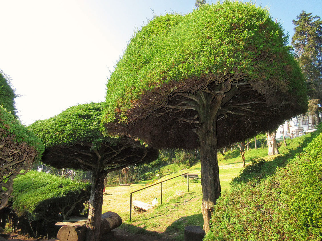 Bonsai trees at Chettiar Park of Kodaikanal
