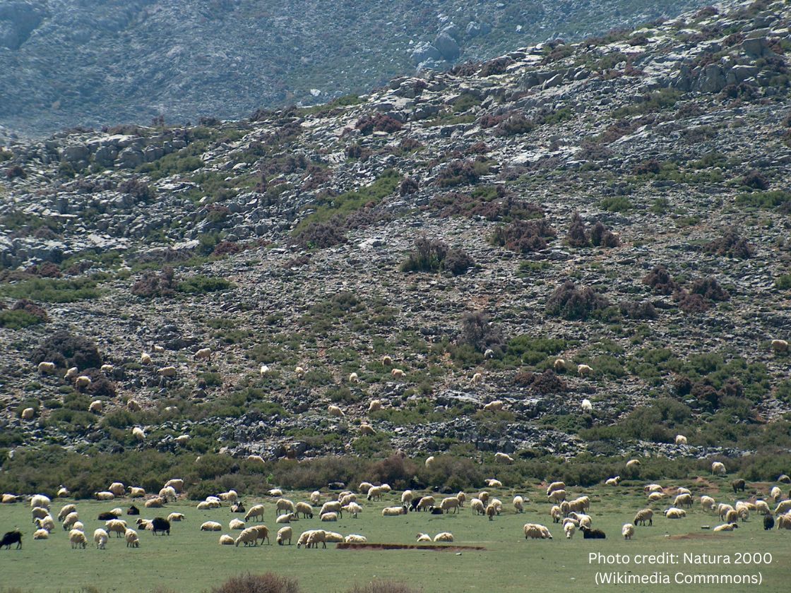 herds of fluffy sheep during the treks to Rouvas forest