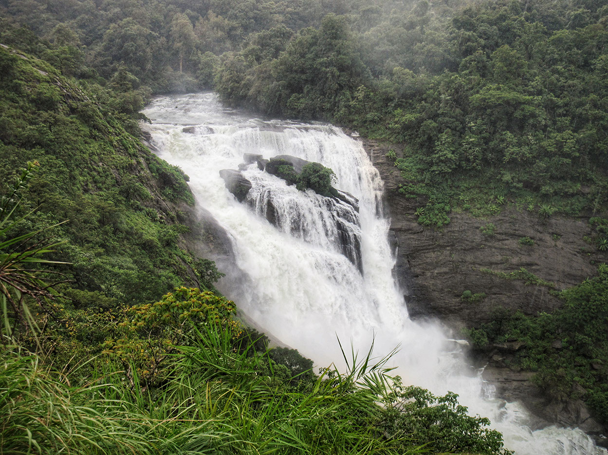 Milky white Mallalli Falls in Coorg with its roaring sound is a feast to the eyes.