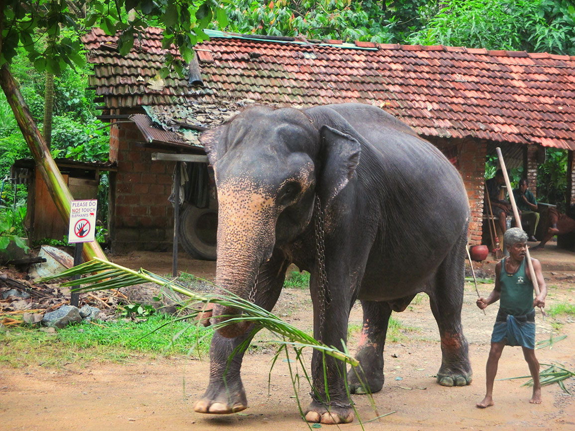 the elephant and its Mahout in Pinnawala Elephant Orphanage in Sri Lanka