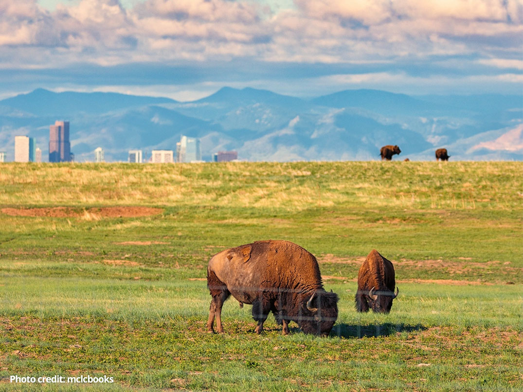 Bisons at Rocky Mountain Arsenal National Wildlife Refuge in Denver