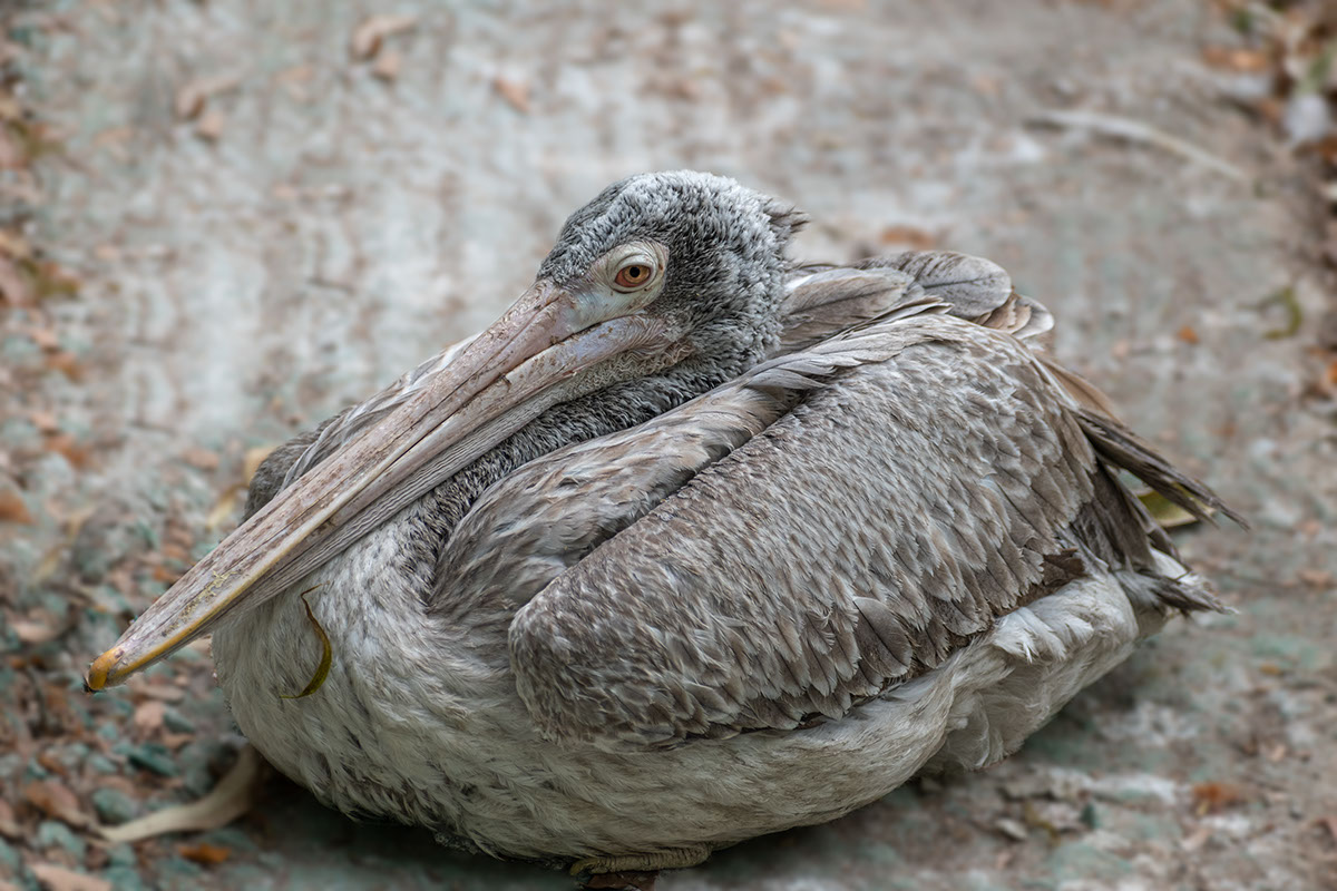 A juvenile spot-billed pelican is being nurtured in the bird pen in Kokkarebellur