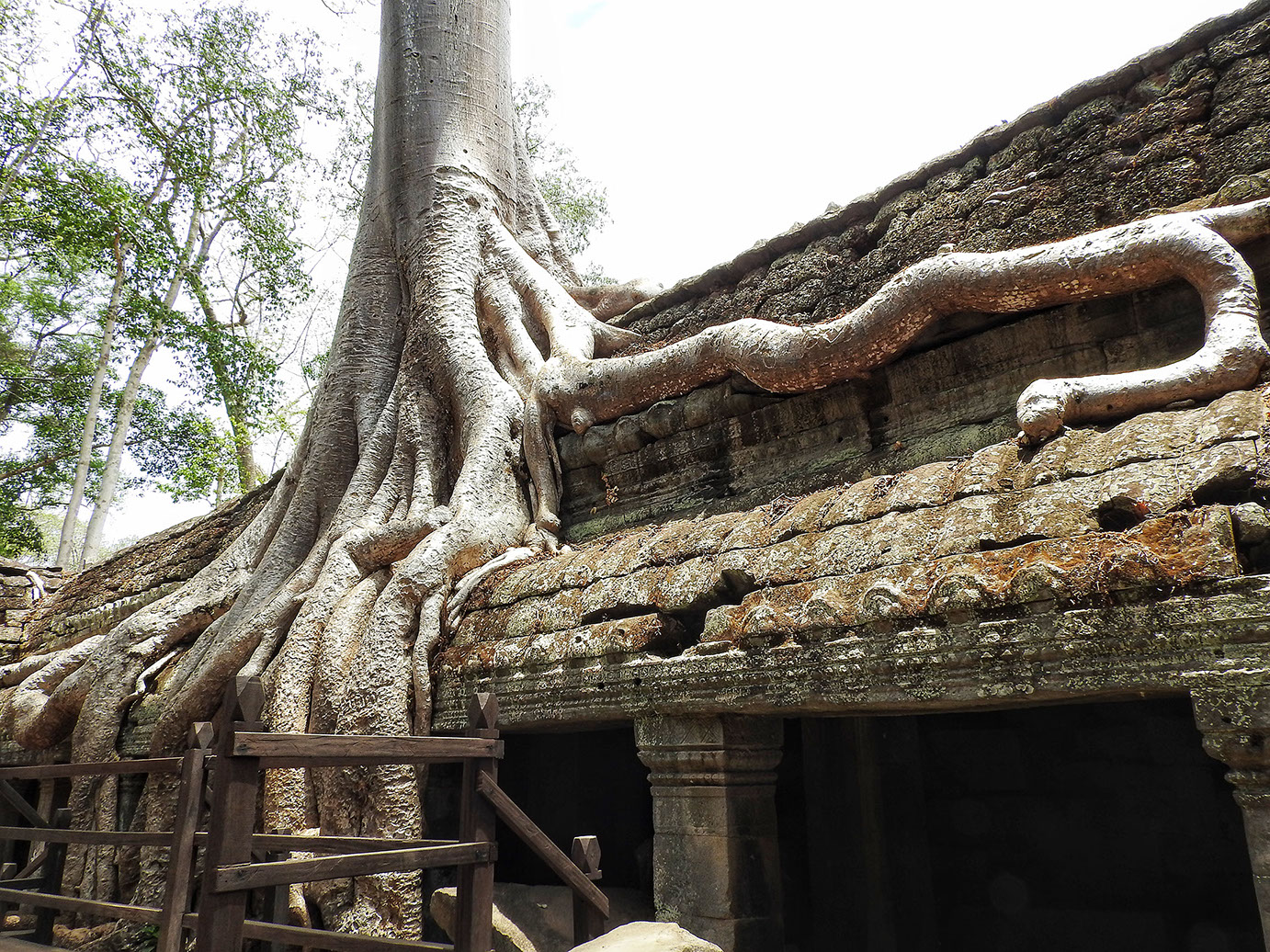 The thick vegetation in Ta Prohm blends into the intriguing structures