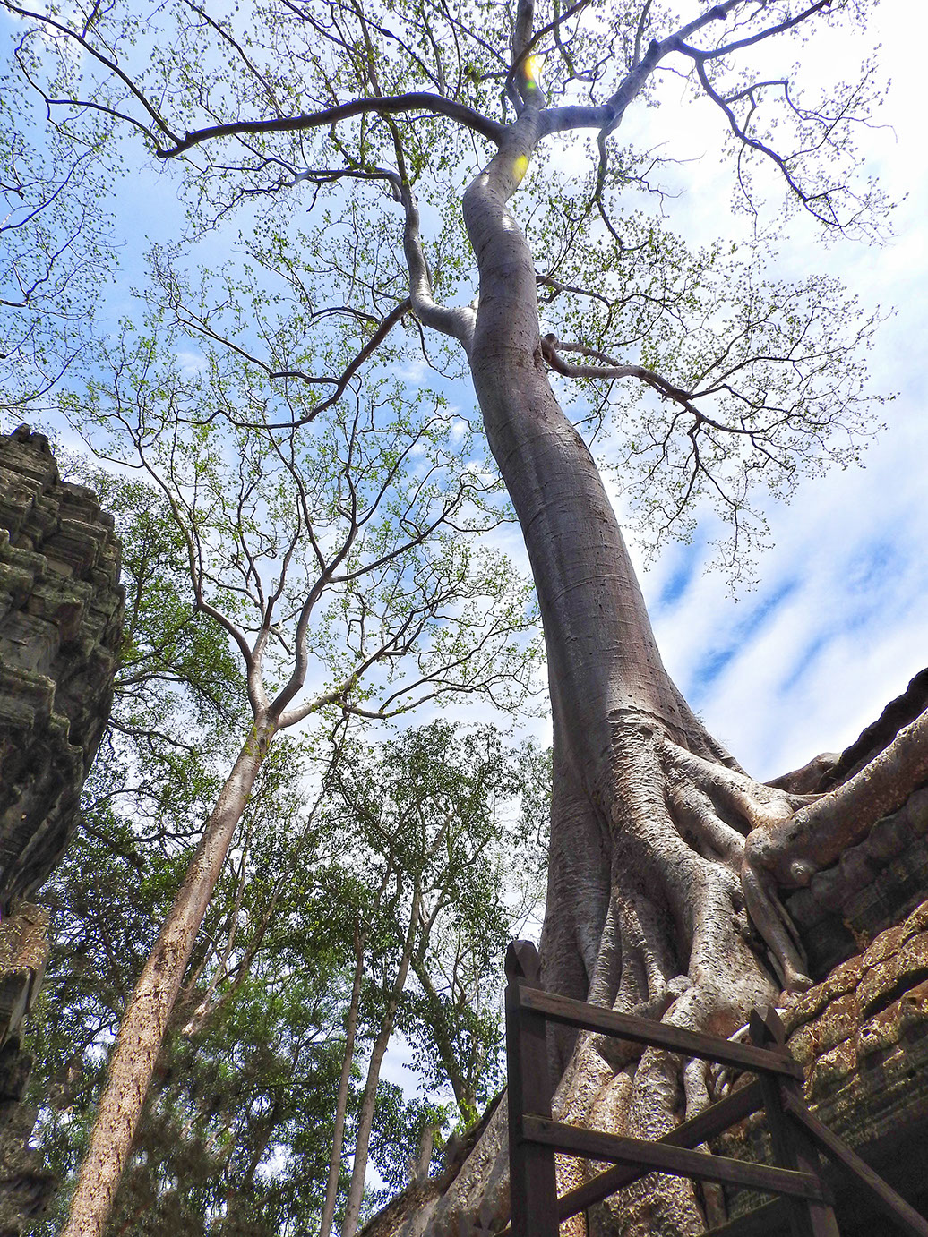 The world famous Tomb Raider Tree in Ta Prohm