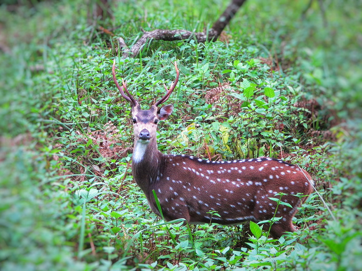 Spotted Deer during BR Hills Wildlife Safari
