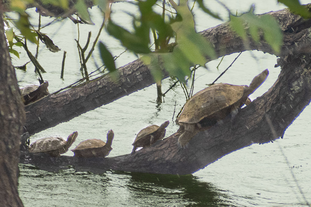 Turtle family perching on BR Hills Lake