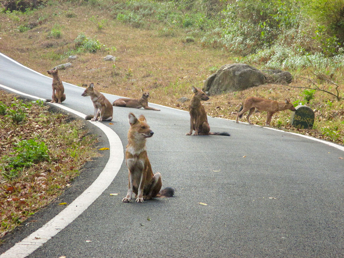 A rare sight of a group of Dhole in K Gudi Wilderness camp