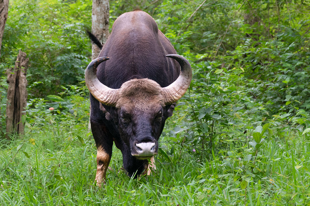 A close encounter with a Bison in K Gudi Wilderness Camp