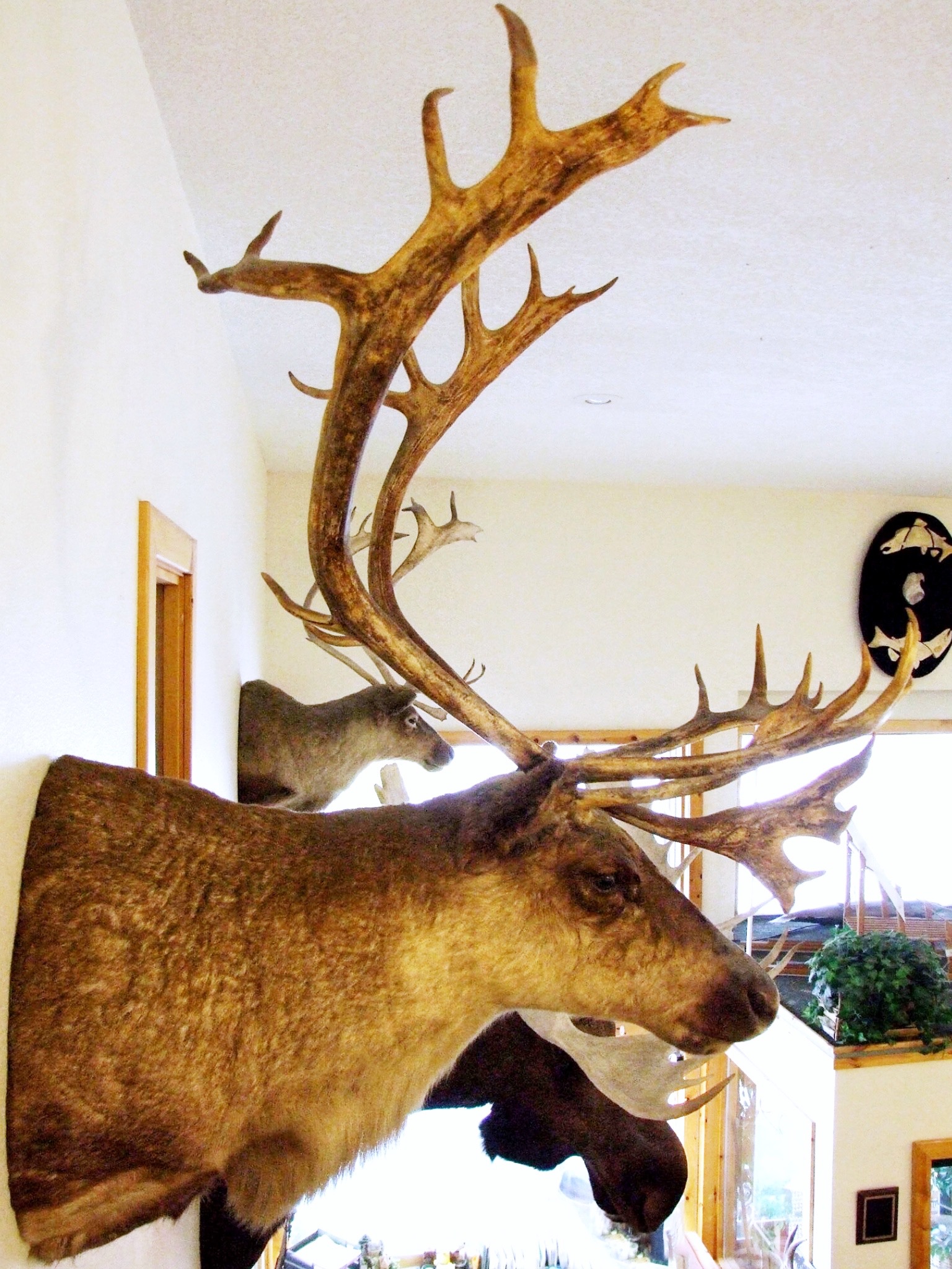 Taxidermy of caribou heads on display at the front desk of Caribou Lodge in Glennallen, Alaska