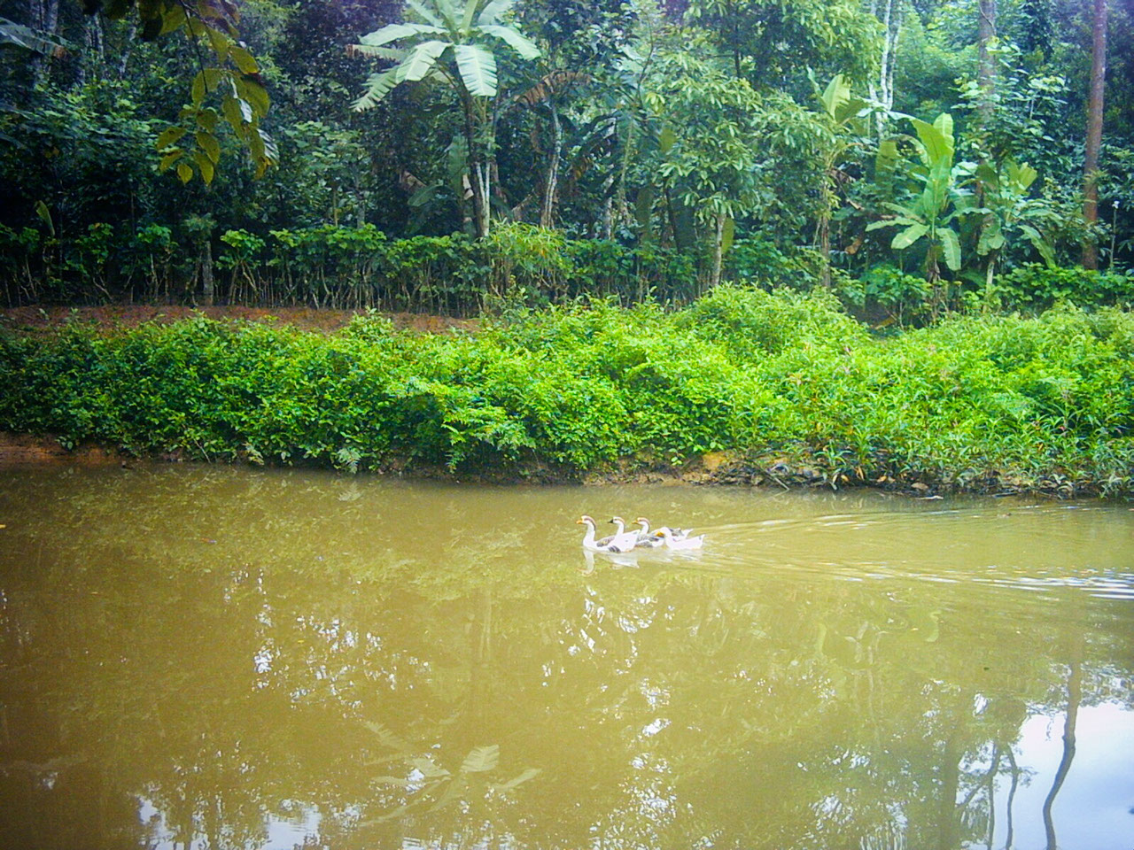 A lazy river in a Coorg homestay in Ammathi