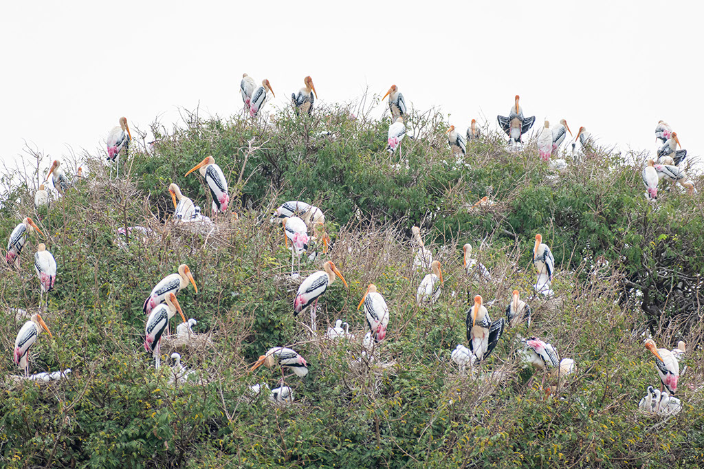 Kokkarebellur is home to migratory painted storks that spend months nesting in the tamarind trees